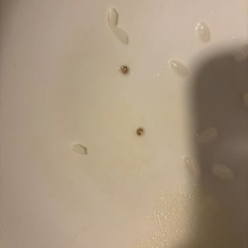 Bozuk Pirinç: Kurtlu Paketler