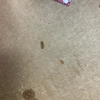 Domino's Pizza Siparişimden Çıkan Böcek Şoku