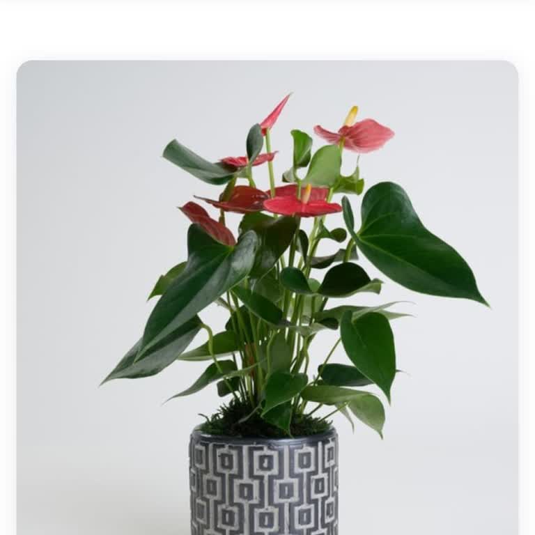 Çiçek Siparişinde Şok Edici Ödeme Hatası