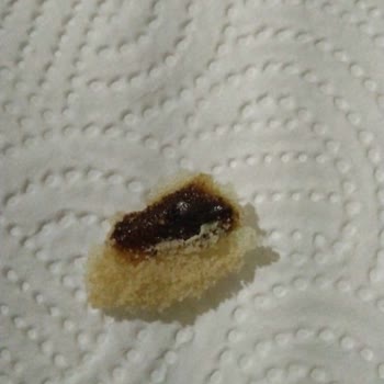 İstanbul Halk Ekmek Glutensiz Ekmekte Şok: Hamam Böceği Skandalı!