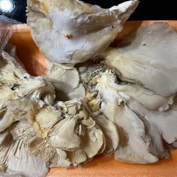 Bozuk Ürün Skandalı: A101'de Sağlık Tehlikede!