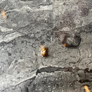 Big City Kahvaltıda Böcek Şoku: İnsan Hakları Mahkemesine Başvuracağım