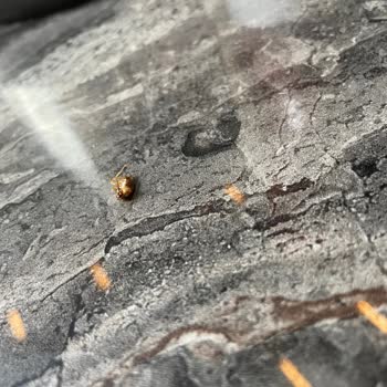 Big City Kahvaltıda Böcek Şoku: İnsan Hakları Mahkemesine Başvuracağım