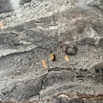 Big City Kahvaltıda Böcek Şoku: İnsan Hakları Mahkemesine Başvuracağım