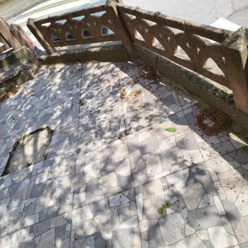 Sokak Hayvanları İçin Aldığım Mama Yenmiyor