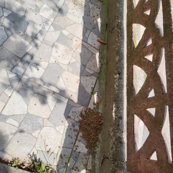 Sokak Hayvanları İçin Aldığım Mama Yenmiyor