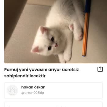 Ücretsiz Kedi Sahiplendirme İddiası Altında Gizli Satış