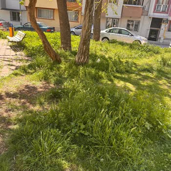 Parkın Bakımsızlığı Ve Çöp Sorunu