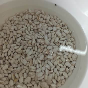 File Market Harras Kuru Fasülye Böceklenmiş Çıktı