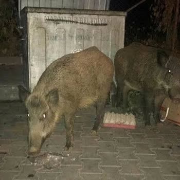 Marmaris'te Domuz Sürüsü Tehlikesi