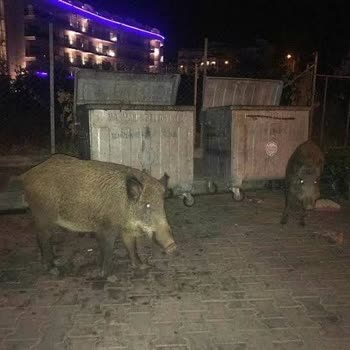 Marmaris'te Domuz Sürüsü Tehlikesi