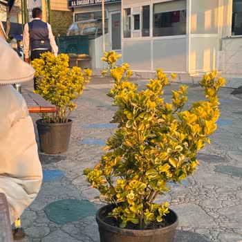 S. S Beykoz Su Ürünleri Kooperatifi Memnuniyetsizliğim