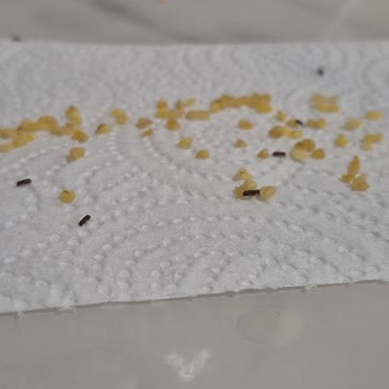 Duru Bulgur'da Böcek Şoku: Güven Sarsıcı Deneyim