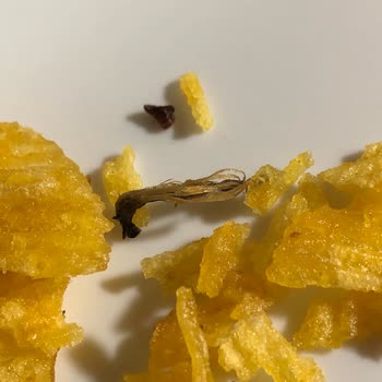 Cips Paketinden Çıkan Sinek Şoku