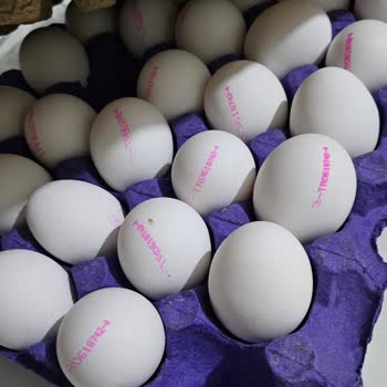 Yanıltıcı Yumurta Etiketlemesi