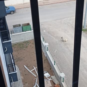 Sivas Belediyesi'nin Sokak Köpekleri Sorunu Çözülmüyor