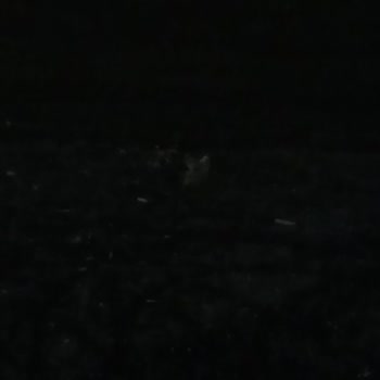 Sivas Belediyesi'nin Sokak Köpekleri Sorunu Çözülmüyor