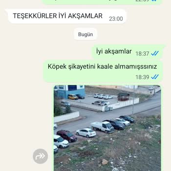 Sivas Belediyesi'nin Sokak Köpekleri Sorunu Çözülmüyor