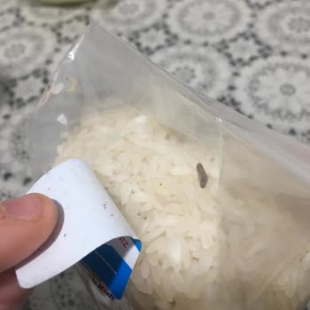 Son Kullanma Tarihi Geçmemiş Pirinçte Böcek Sorunu