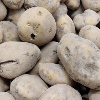 Tuzla Şubesi'nde Süregelen Çürük Patates Sorunu