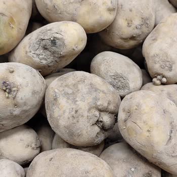 Tuzla Şubesi'nde Süregelen Çürük Patates Sorunu