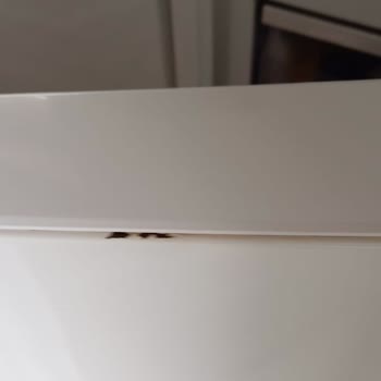 Samsung Buzdolabı Kapak Boyası Sorunu Üzdü