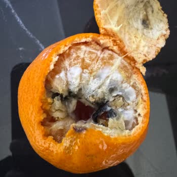 Yemeksepeti'nden Gelen Bozuk Meyvelerle Mahcubiyet