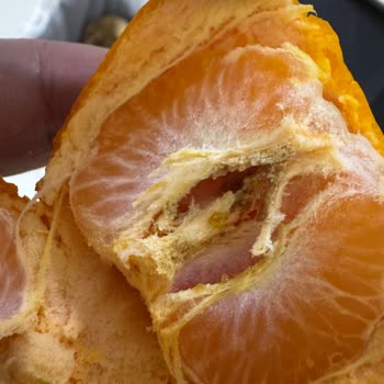 Yemeksepeti'nden Gelen Bozuk Meyvelerle Mahcubiyet