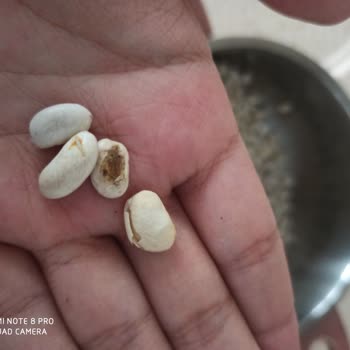 BİM Market Kuru Fasulyede Taş Ve Çürük Sorunu