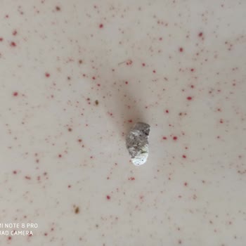 BİM Market Kuru Fasulyede Taş Ve Çürük Sorunu