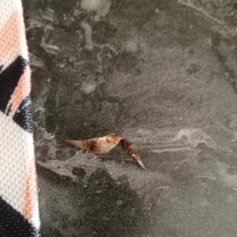 Kahvede Jelatin Şoku: Misafirim Önünde Rezil Oldum