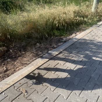 Bakım Bekleyen Otluk Alan Ve Ulaşımı Zorlaştıran Yol Sorunu