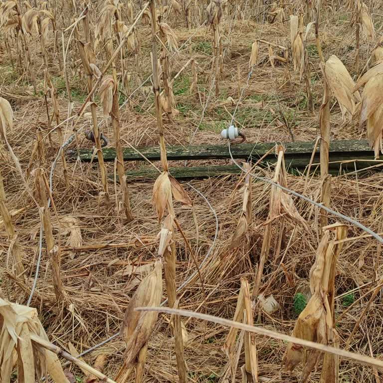 Enerji İletim Sorunu Tarımsal Faaliyetleri Engelliyor