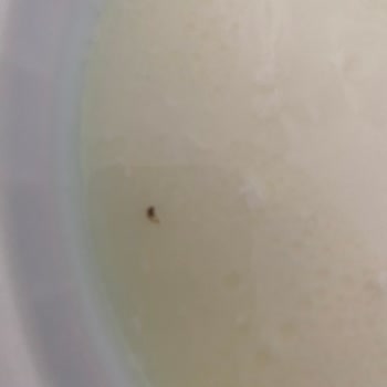 Yoğurt Üzerinde Sinek: Sağlık Tehlikesi