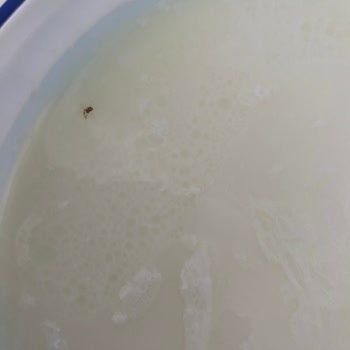 Yoğurt Üzerinde Sinek: Sağlık Tehlikesi