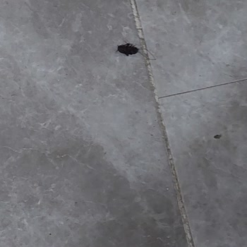 Balıkesir İlim Yayma Cemiyeti Yurdunda Yaşanan Sorunlar