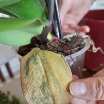 Çiçek Sepeti'nden Gelen Solmuş Orkide Hayal Kırıklığı