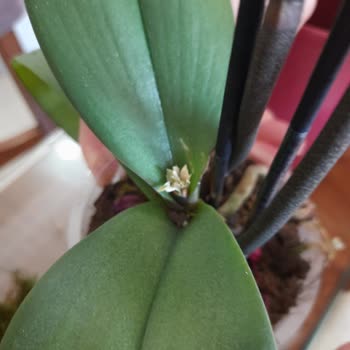 Çiçek Sepeti'nden Gelen Solmuş Orkide Hayal Kırıklığı