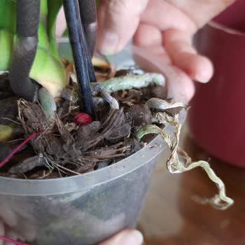 Çiçek Sepeti'nden Gelen Solmuş Orkide Hayal Kırıklığı