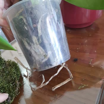 Çiçek Sepeti'nden Gelen Solmuş Orkide Hayal Kırıklığı