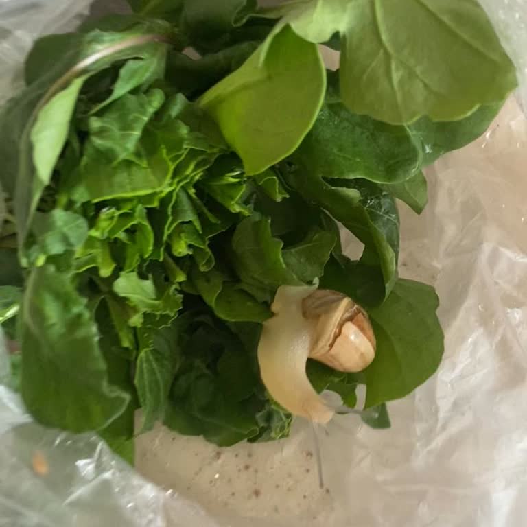 Roka Paketinden Çıkan Canlı Salyangoz Şoku