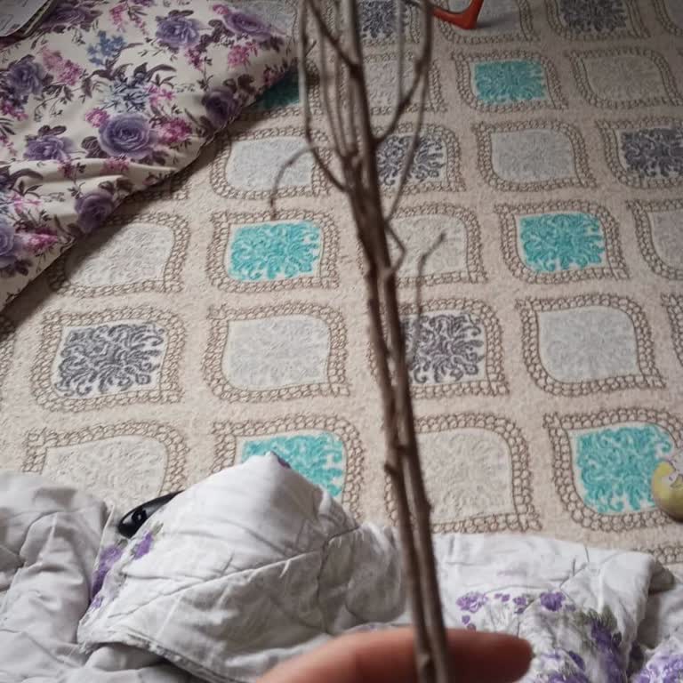 Fidanciyurdu.com'dan Aldığım Hint Gülü Beklentilerimi Karşılamadı