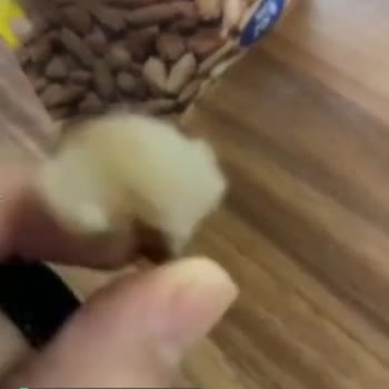 Amigo Boncuk Fıstık İçinden Çıkan Silikon Parça!