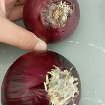 Küflü Soğanlar Ve Ulaşılamayan Destek