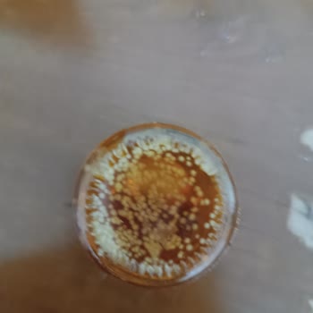 Binboğa Balında Şok Edici Mantar Sorunu