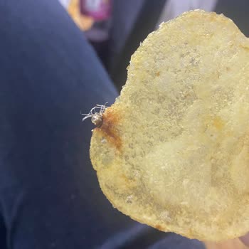 Cips Paketinde Hijyen Sorunu