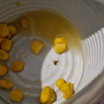 Konserve Mısırda Böcek Şoku: Tukaş Ürünü Güven Vermiyor