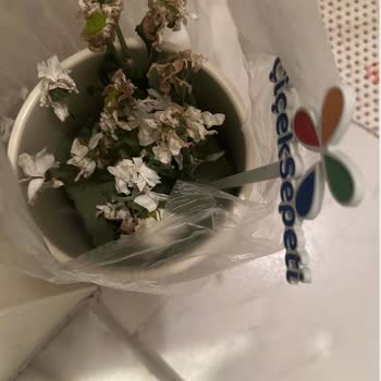 Solmuş Çiçekler Ve İlgisiz Müşteri Hizmetleri