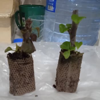 Çiçekflix İade Taleplerine Cevap Vermiyor