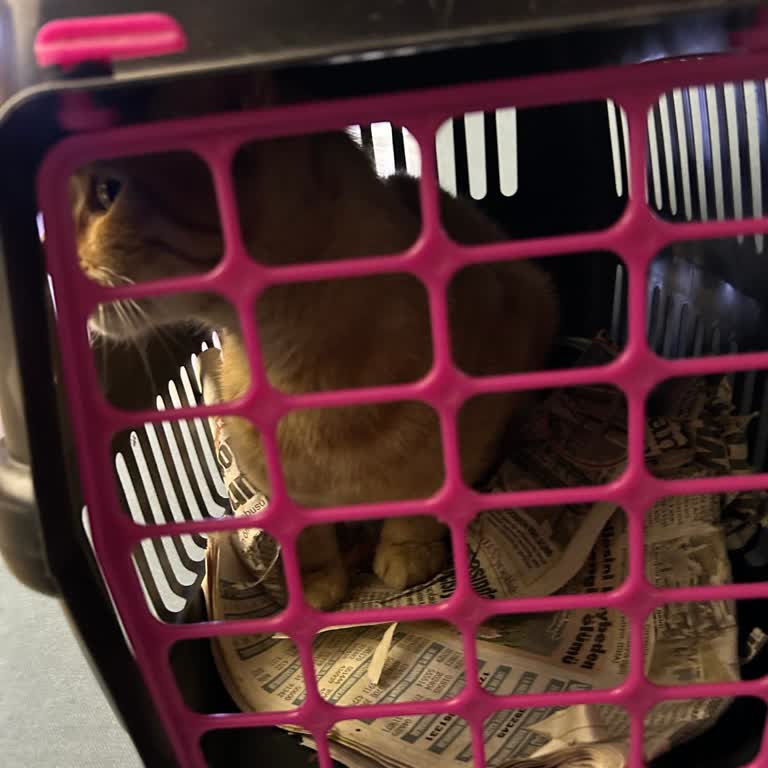 Veterinerlikte Yanlış Teşhis: Kedinin Gereksiz Ameliyatı